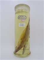 藏品(日本金梭魚)的圖片